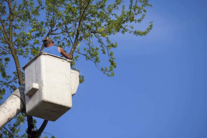 Élagage en hauteur Occitanie